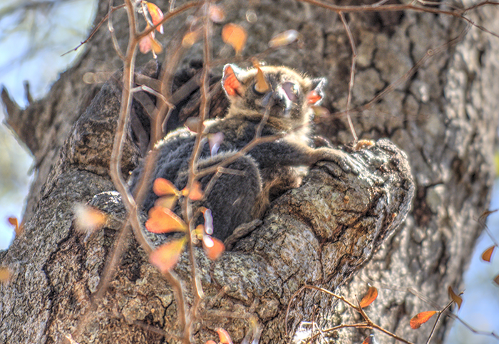 Brown lemur in tree hollow